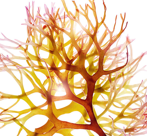 Irish moss-Irish moss extract-Chondrus crispus (carrageenan) extract