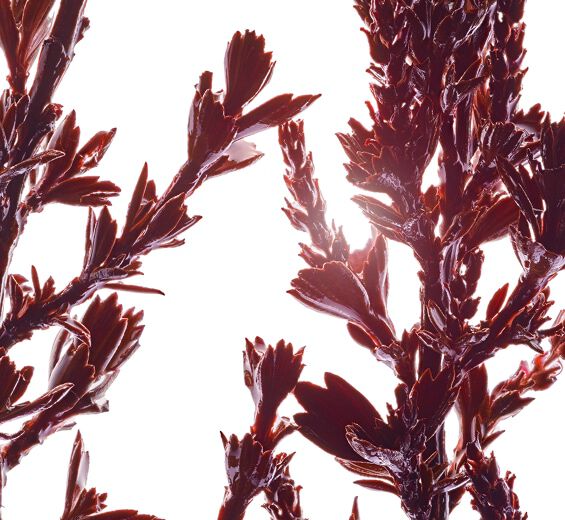 Myrothamnus-Myrothamnus extract (organic plant)-Myrothamnus flabellifolia leaf/stem extract