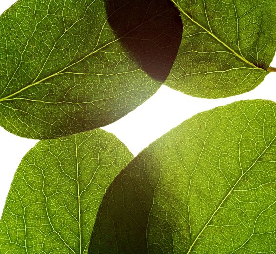 Quince-Quince leaft extract-Cydonia oblonga leaf extract