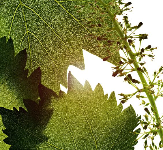 Vine-Vine flowers cell extract-Vitis vinifera (grape) flower cell extract