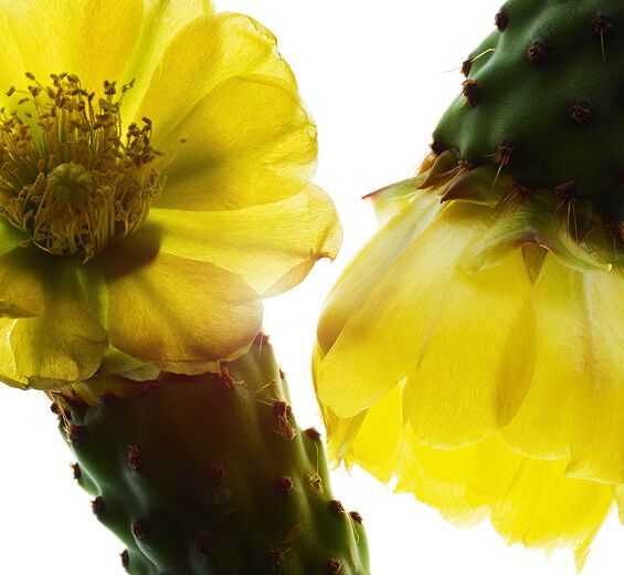 Nopal-Nopal extract (organic plant)-Hydrolyzed opuntia ficus-indica flower extract