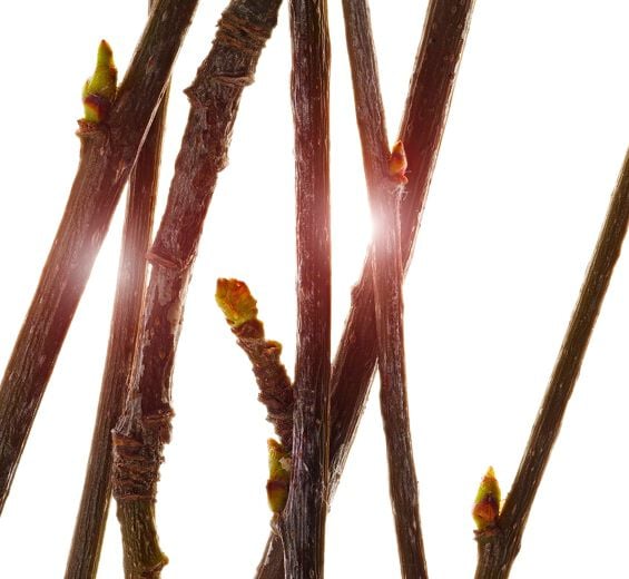 Service tree-Organic service tree bud extract-Pyrus sorbus bud extract