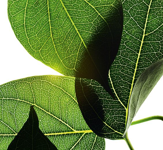 Gymnema-Gymnema extract ( organic plant)-Gymnema sylvestre leaf extract