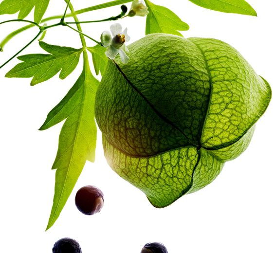Heart seed-Organic heart seed extract-Cardiospermum halicacabum flower/leaf/vine extract