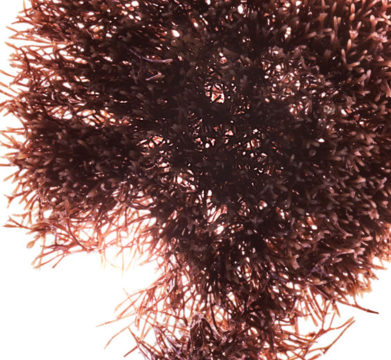 Red jania-Red jania extract-Jania rubens extract