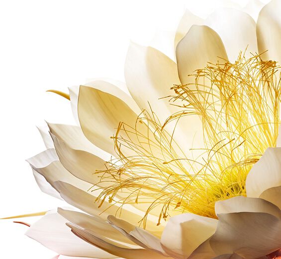 Moonlight flower-Moonlight flower cryoextract-Cereus grandiflorus (cactus) flower extract