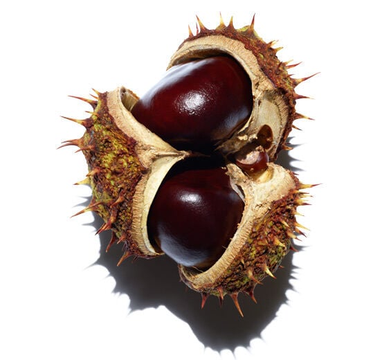 Horse chestnut tree-Horse chestnut escin-Escin