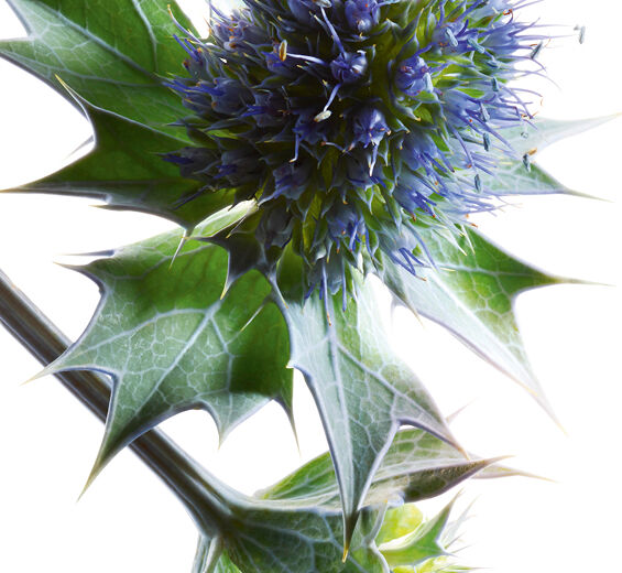 Sea holly-Sea holly extract-undefined