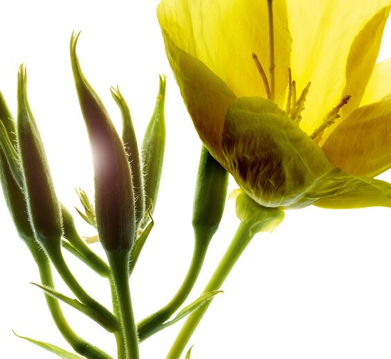 Evening primrose-Evening primrose extract (organic plant)-Oenothera Biennis (Evening Primrose) Flower/Leaf/Stem Extract