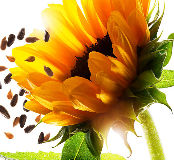 Sunflower-Organic sunflower unsaponifiable-Helianthus annuus (sunflower) seed oil unsaponifiables