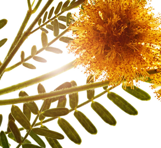 Cassie-Cassie wax-Acacia farnesiana flower wax