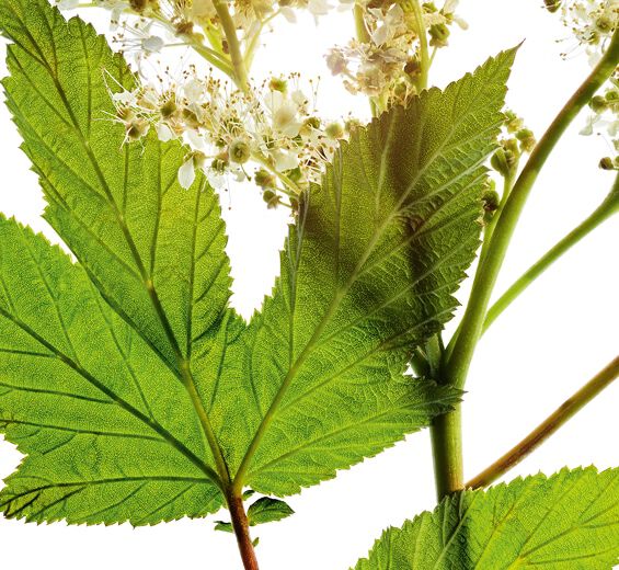 Meadowsweet-Meadowsweet extract-Spiraea ulmaria extract