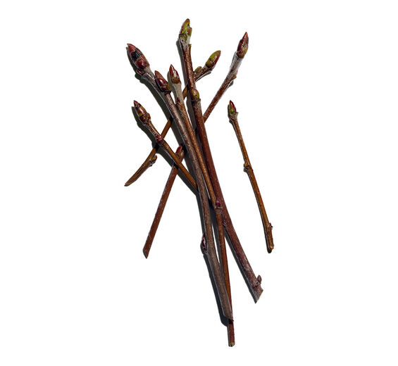 Service tree-Service tree-Pyrus sorbus bud extract