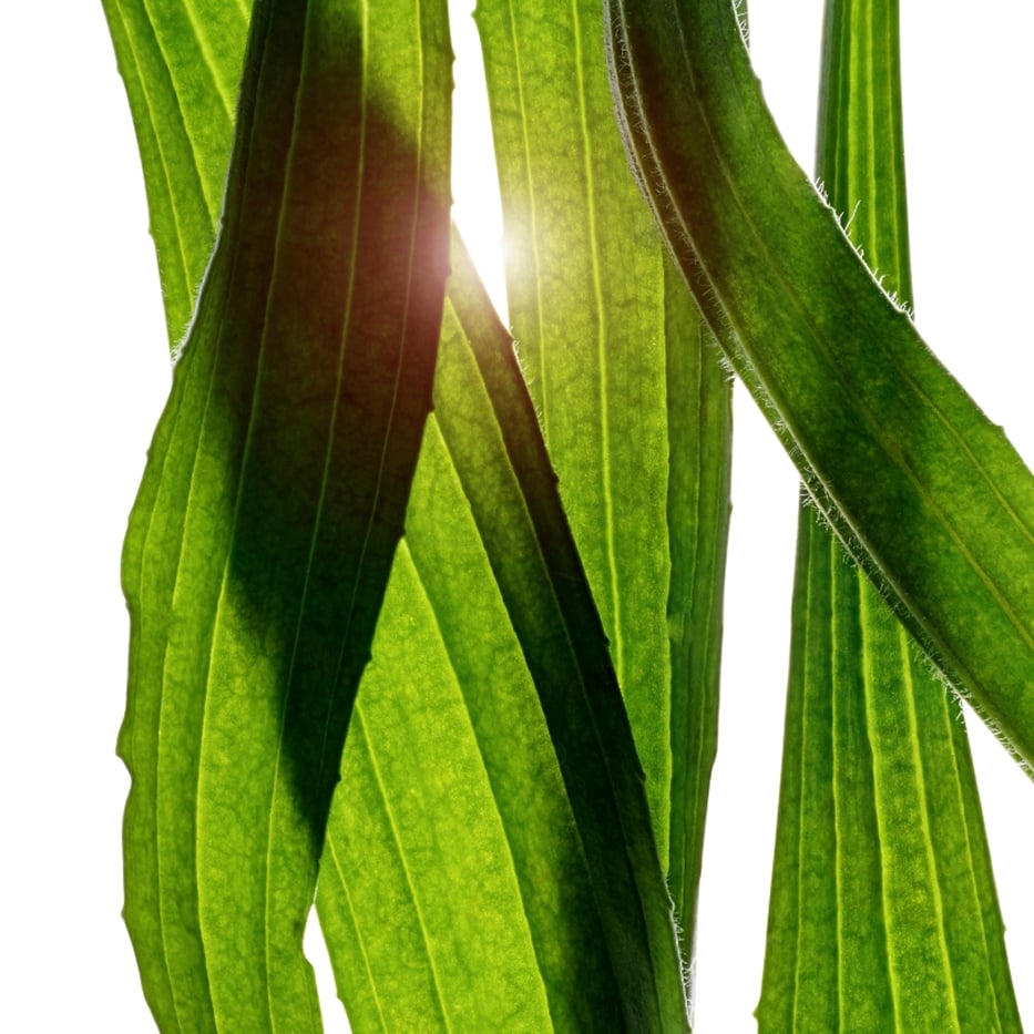 Narrow-leaf plantain-Narrow-leaf plantain extract-Plantago lanceolata leaf extract
