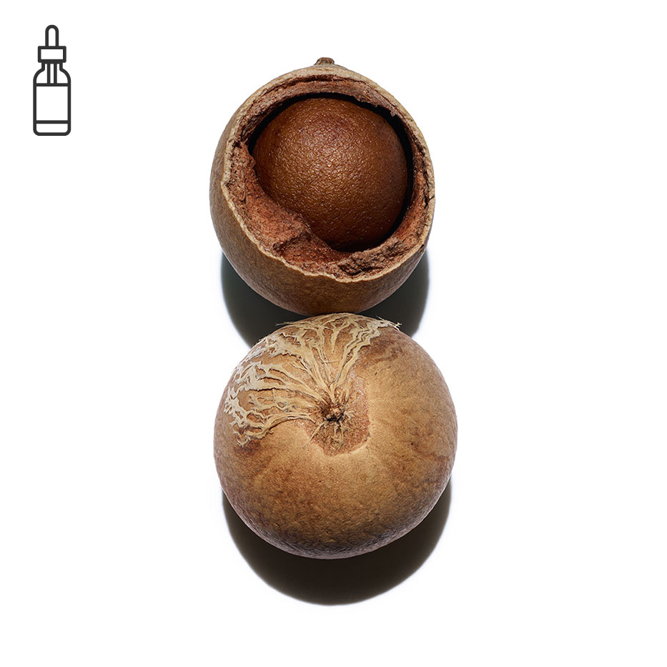 Tamanu-Organic tamanu oil-Calophyllum inophyllum seed oil
