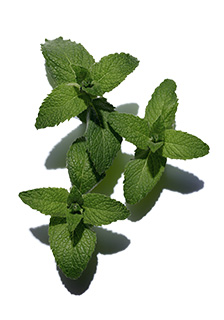 Field mint ingredient