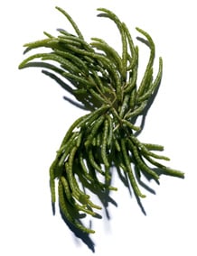 Marsh Samphire