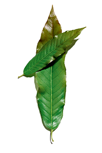 Huang qi extract 