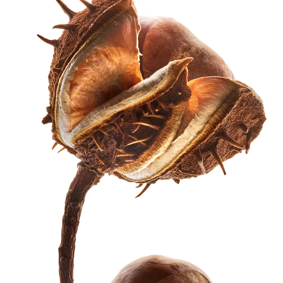 Horse chestnut tree-Horse chestnut escin-Escin