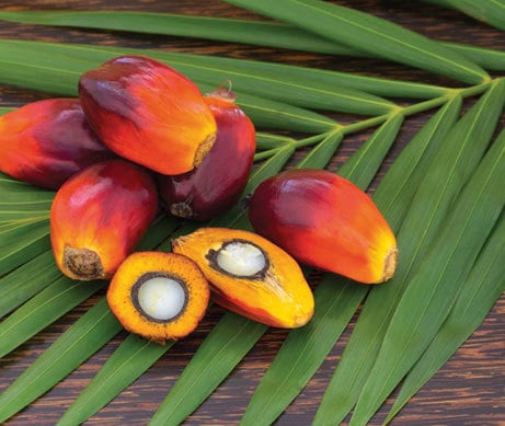 Sustainable & RSPO Certified palm oil in Clarins' skincare