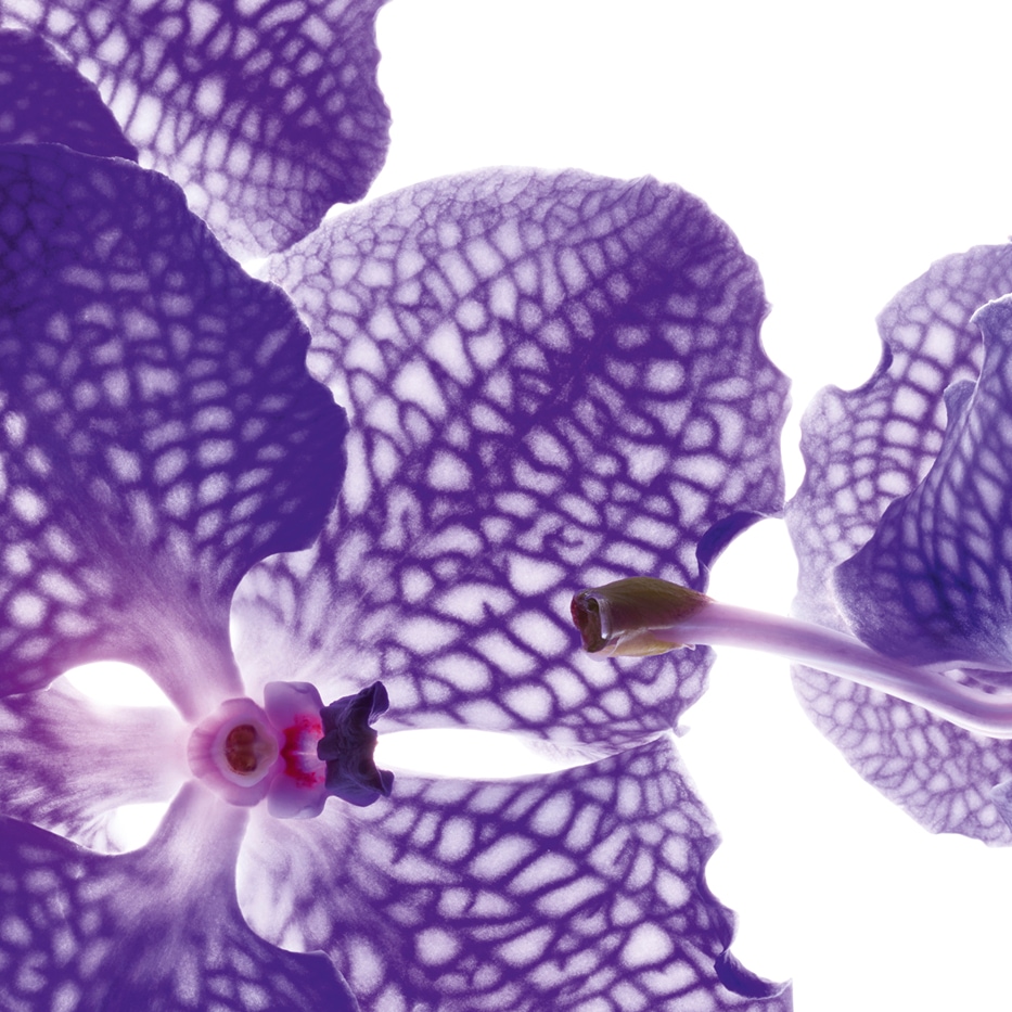 Blue orchid-Blue orchid extract-Orchid extract,vanda coerulea extract