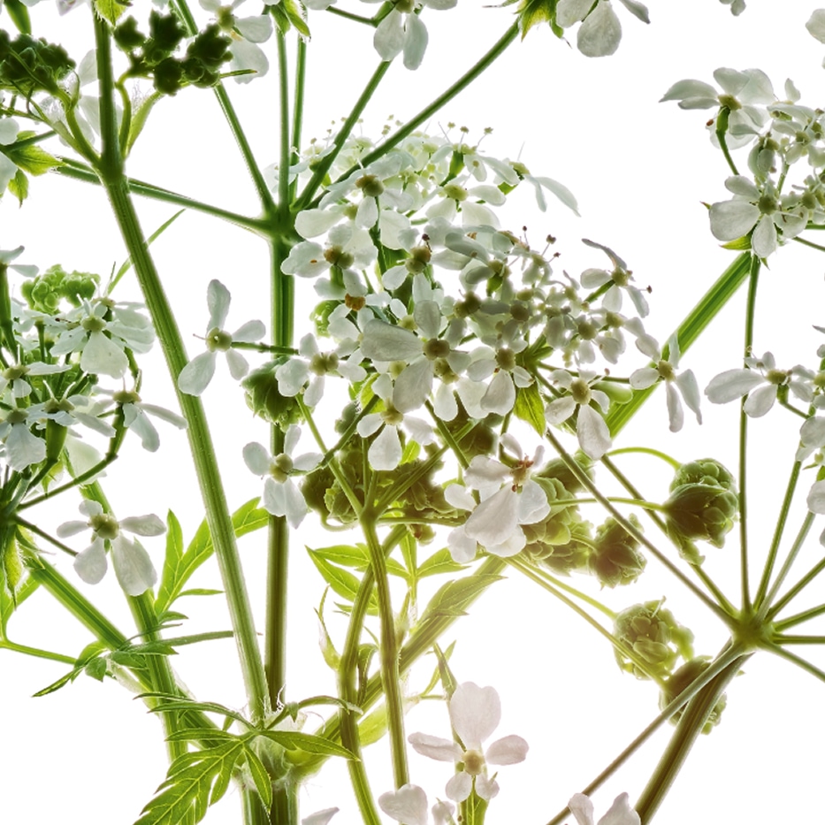 Wild chervil-Organic wild chervil extract-Anthriscus sylvestris extract