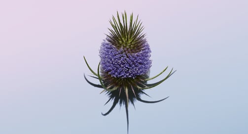 How does wild teasel work on the first signs of wrinkles?