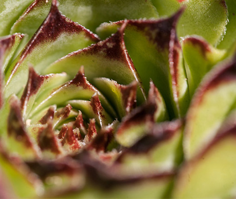 Organically grown houseleek in Clarins' skincare