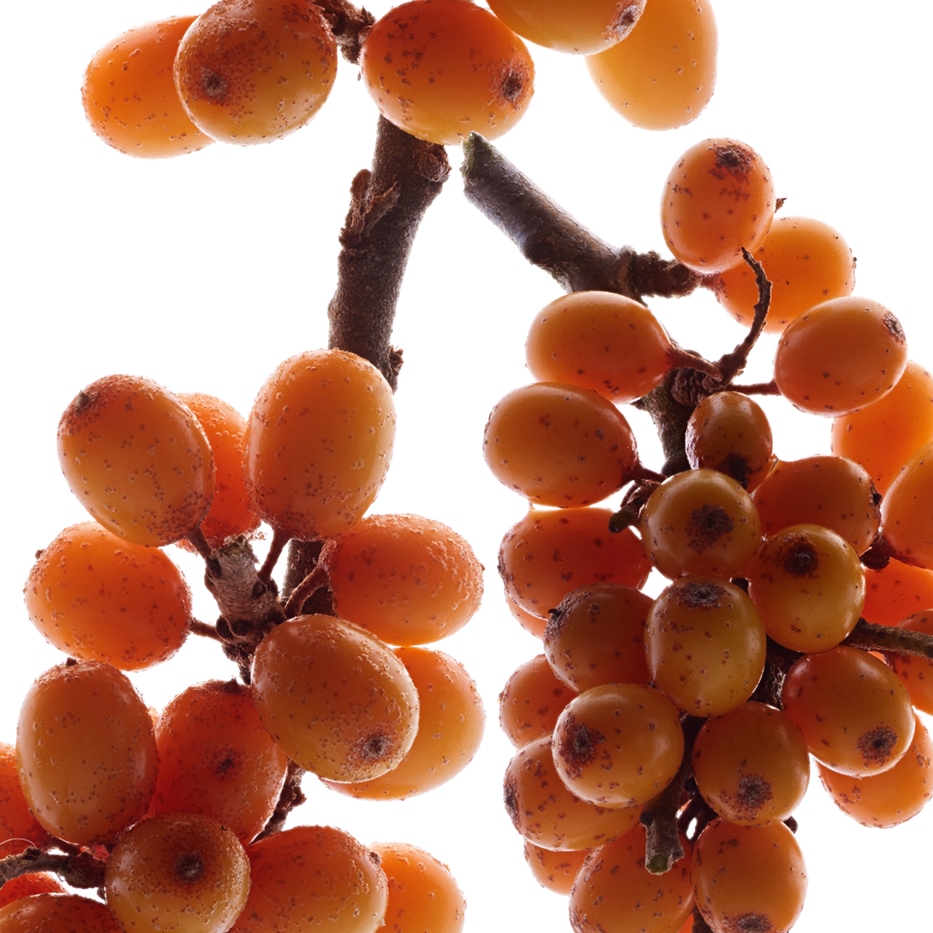 Seabuckthorn-Seabuckthorn extract (organic plant)-Hippophae Rhamnoides Kernel Extract