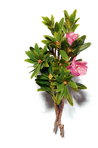 Alpine rose extract 