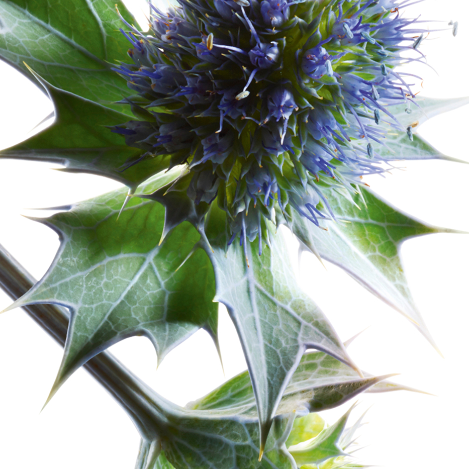 Sea holly-Sea holly extract-Eryngium maritimum extract