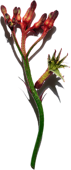 Kangaroo Flower