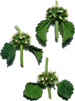 Organic white horehound