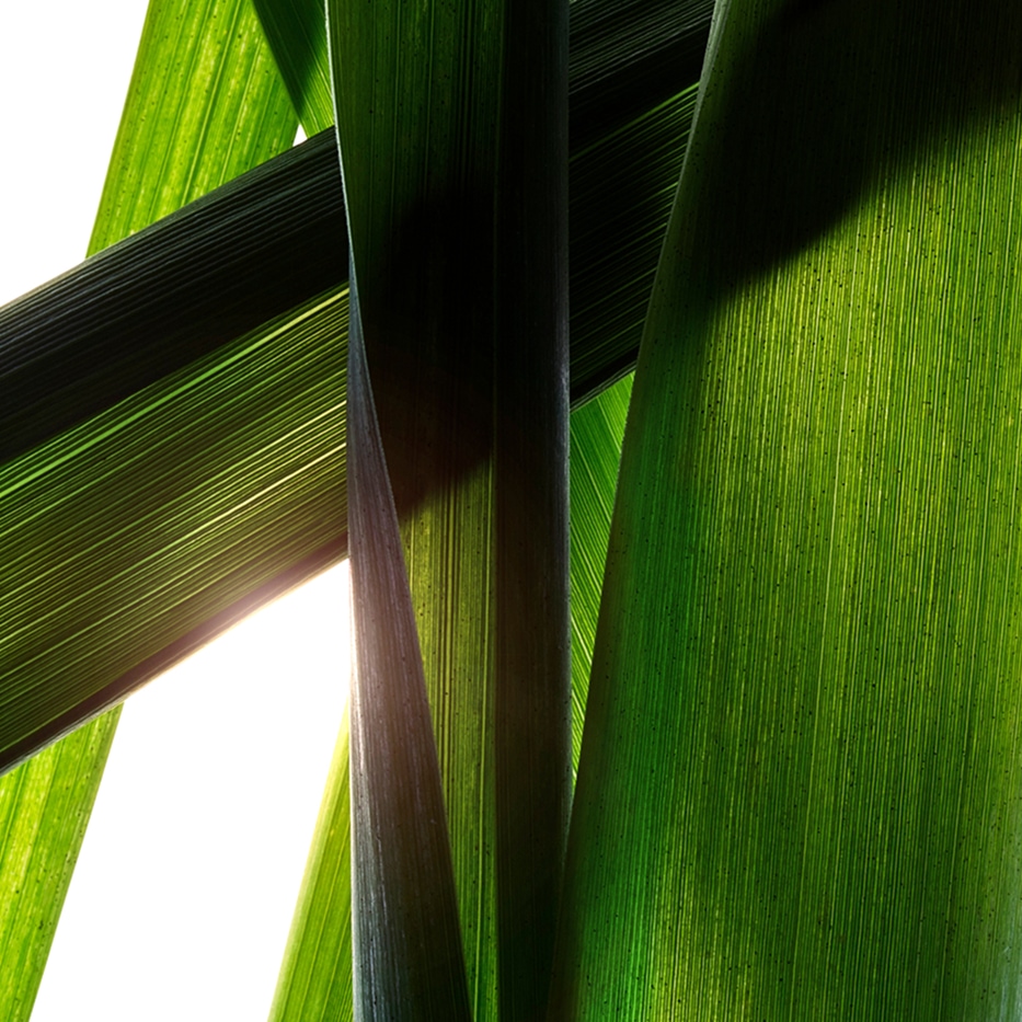Giant Proven&ccedil;al reed-Organic giant Proven&ccedil;al reed extract-Arundo Donax Stem Extract