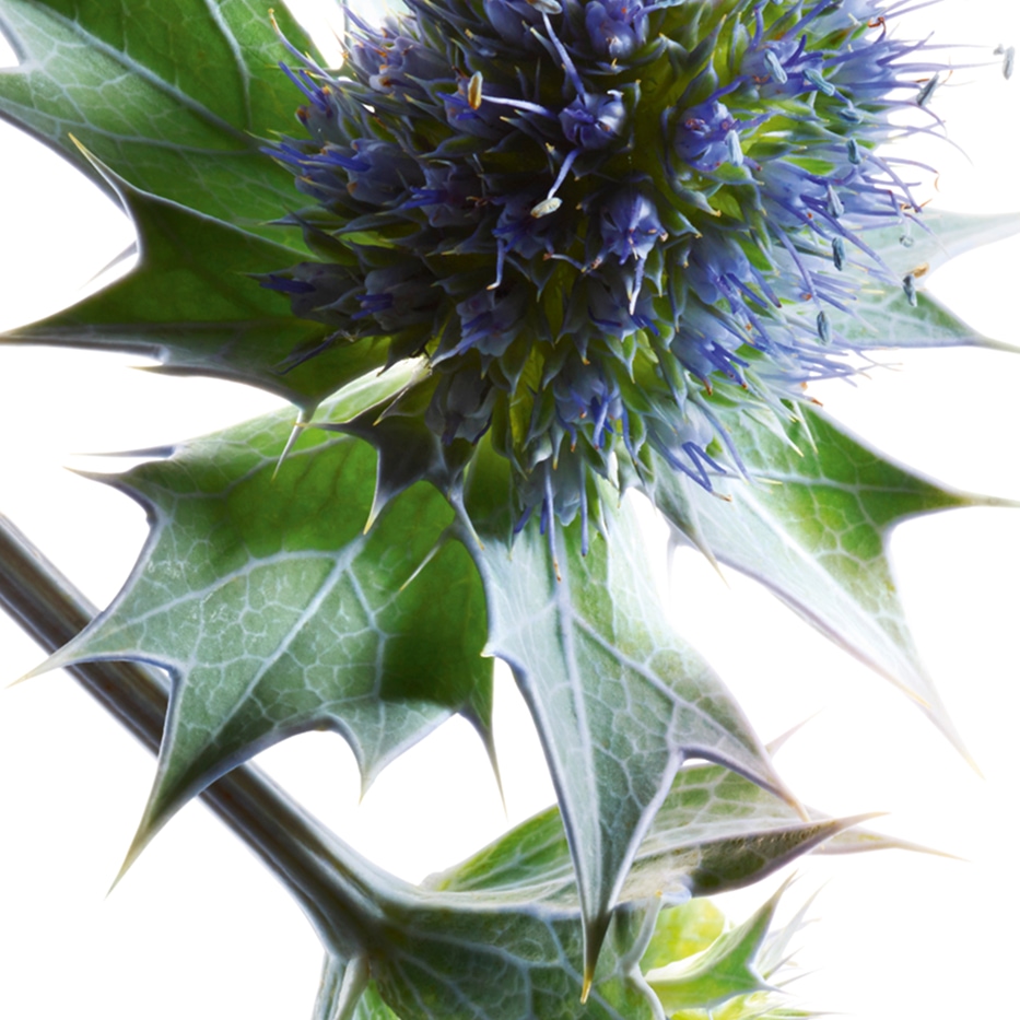 Sea holly-Sea holly extract-Eryngium maritimum extract