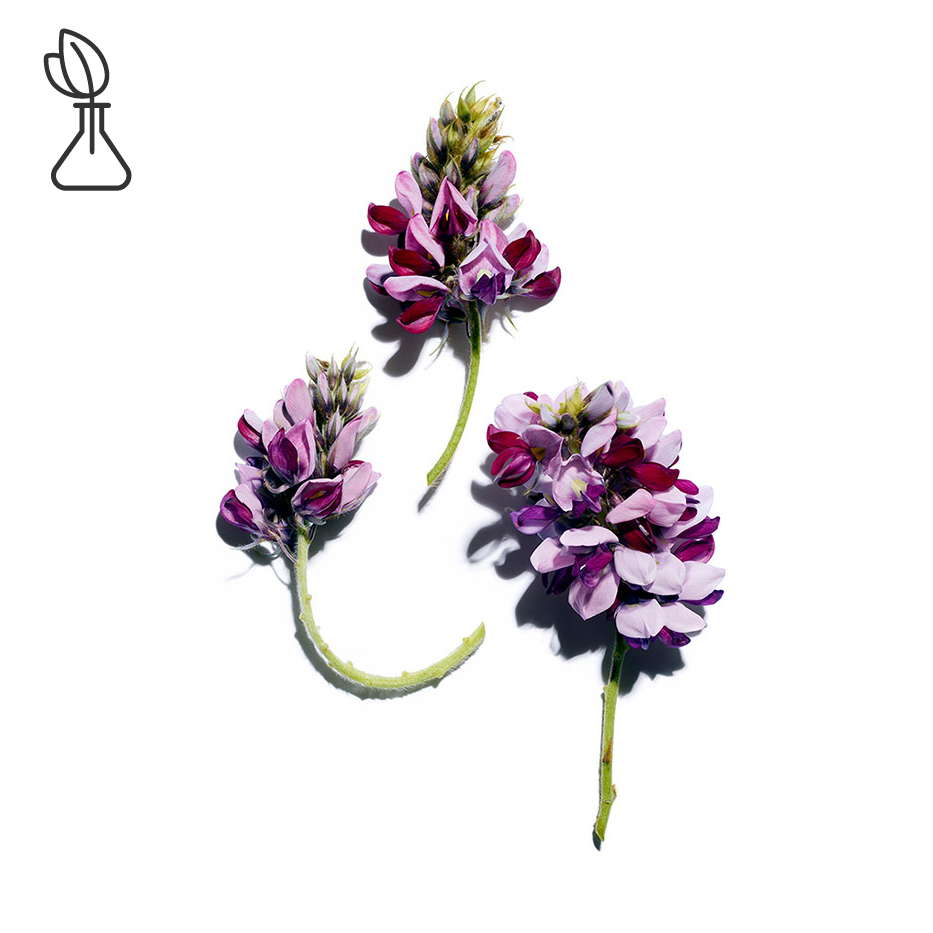 Pueraria lobata-Pueraria lobata extract-Pueraria lobata root extract