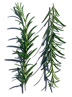 Rosemary ingredient