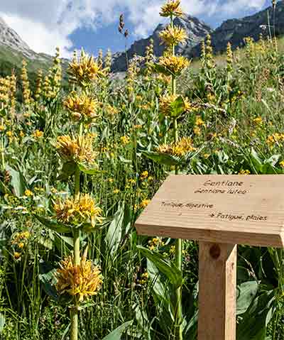 Domaine Clarins flowers