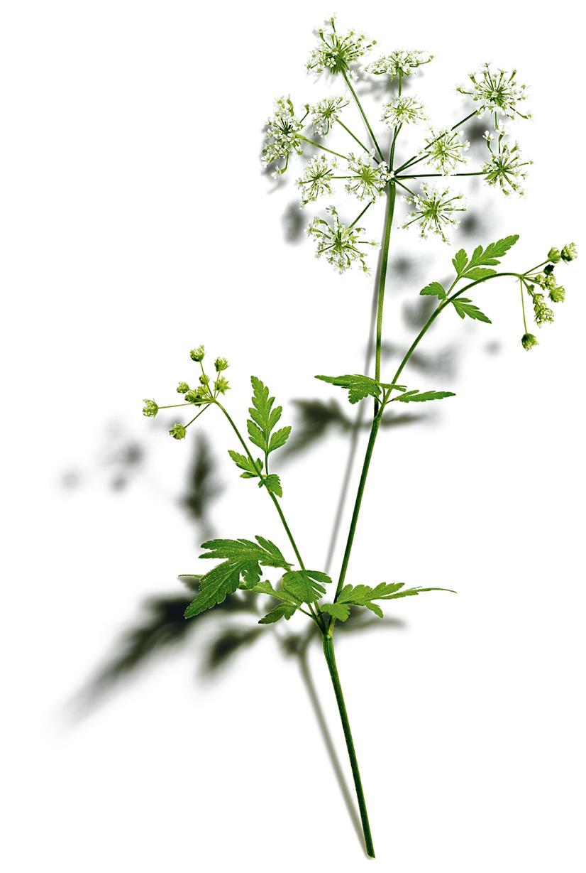 Cow parsley