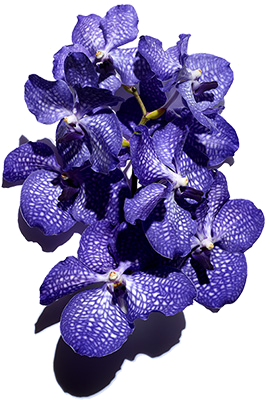 Blue Orchid ingredient