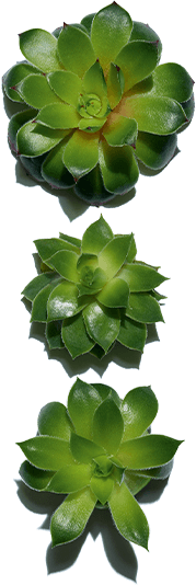 Houseleek