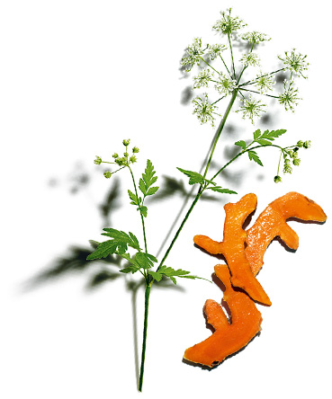 Wood chervil and Turmeric